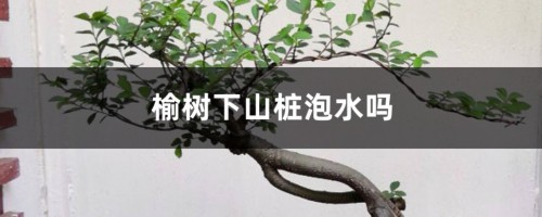 榆树下山桩泡水吗，怎么才能确定成活了