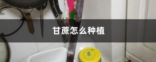 甘蔗怎么种植（种植技术介绍）