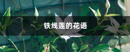 铁线莲的花语