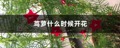 茑萝什么时候开花